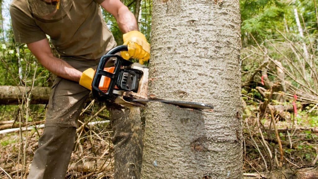 Leads For Tree Service Jobs