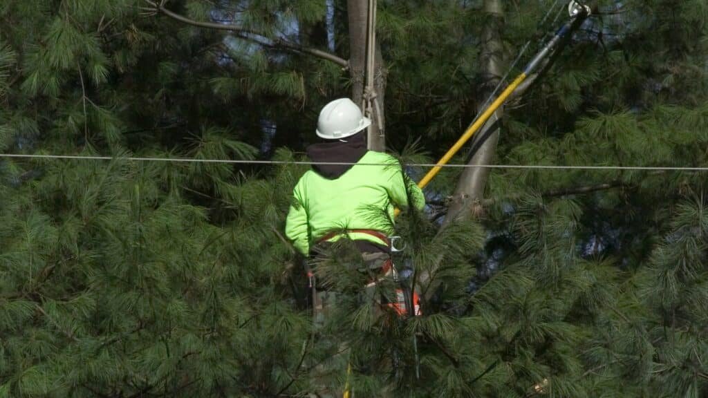 Marketing Tree Trimming and Pruning