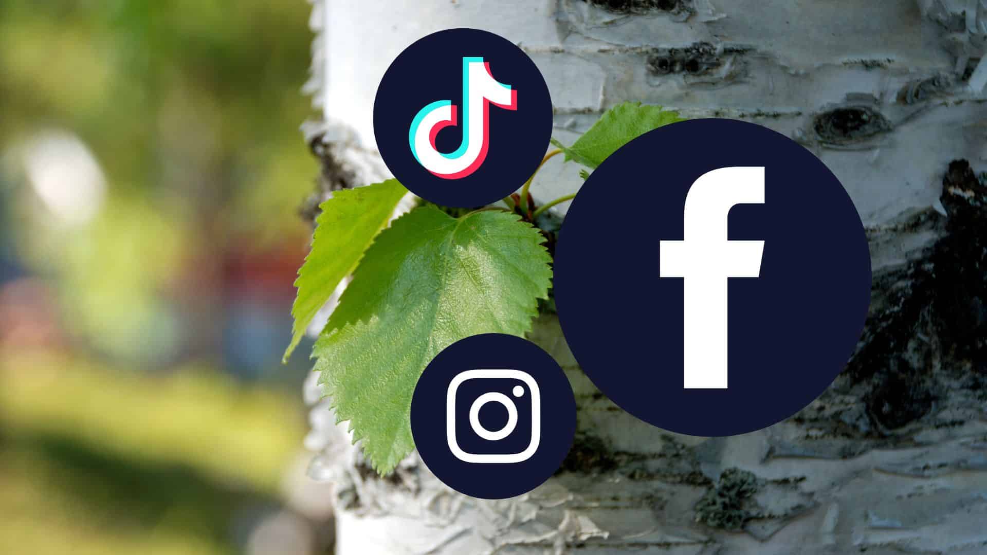 Seven Social Media Post Types for Tree Services (and a Few Types to ...