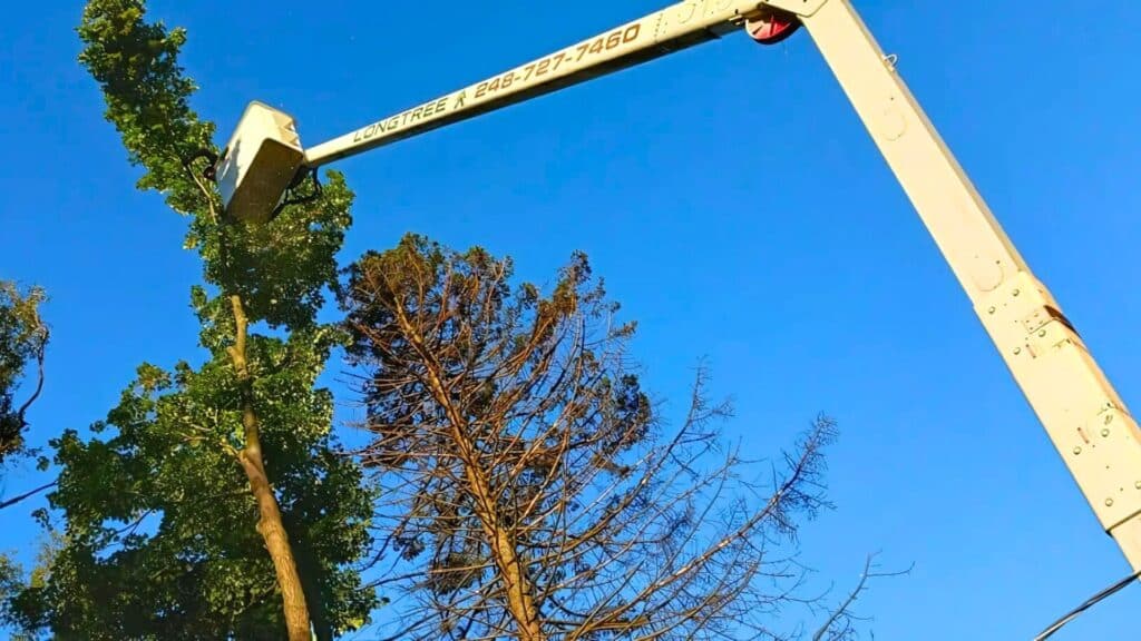 Strong Branding On Tree Service Equipment