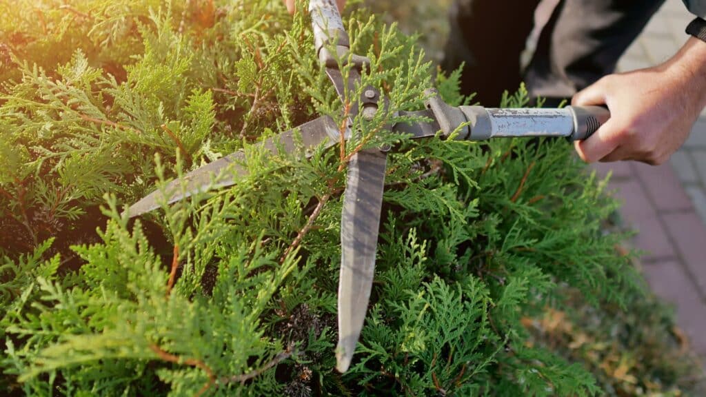 Tool Utilization for Tree Service