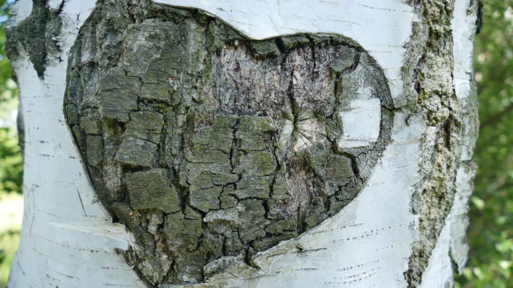 Tree Care Marketing for Growing Your Business