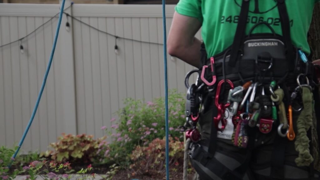 Tree Service On Site Inspections