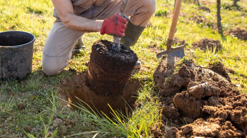 Tree Services You Should Be Offering