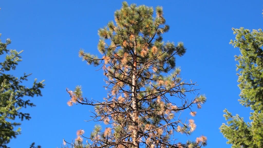 Tree Services to Offer Your Customers