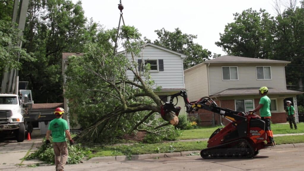 Qualified Tree Service Crew Providing Tree Removal and Cleanup